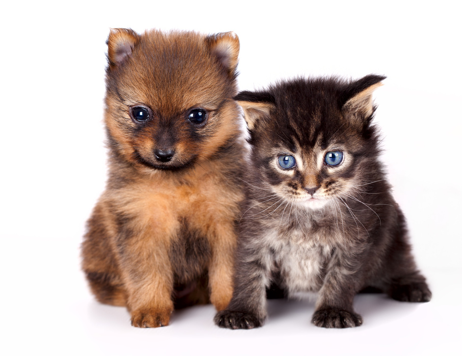 kitten   and puppy